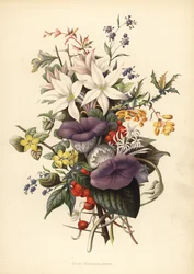 Flowers from Mahabaleshwar